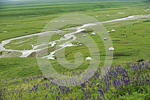 Nalati grassland in summer photo