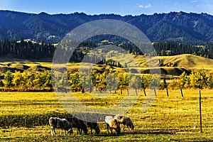 NaLaTi grassland in Xinjiang, China