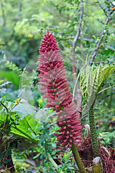 Nalca flower or pangue (Gunnera tinctoria), chile photo