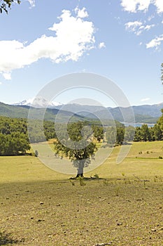 Nalcas National Park, Chile.