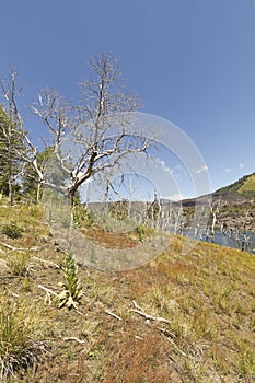 Nalcas National Reserve, Chilean Patagonia, Chile.