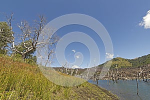 Nalcas National Reserve, Chilean Patagonia, Chile.