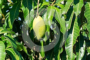 Nam Dok Mai mango is a popular fruit in Thailand