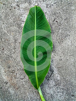 The Nam Wa banana leaves are cut and placed on a concrete surface with a rather old color.