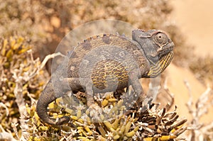 Namaqua chameleon