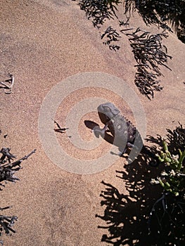 Namaqua chameleon