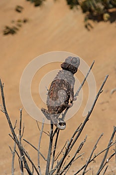 Namaqua Chameleon