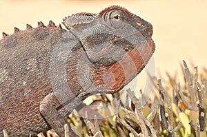 Namaqua Chameleon