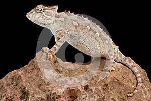 The Namaqua chameleon Chamaeleo namaquensis