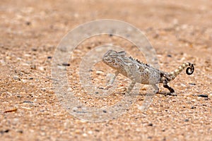 Namaqua chameleon in the Namib Desert close to Swakopmund in Namibia