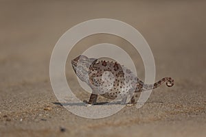 Namaqua Chameleon, Namib Desert, Namibia.