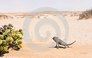 Namaqua Chameleon, Swakopmund, Namibia