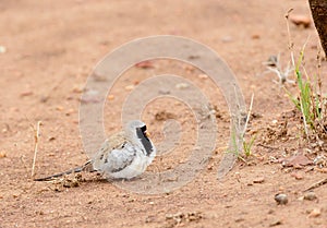 Namaqua dove