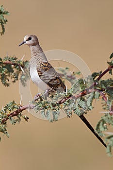 Namaqua dove