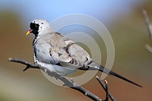 Namaqua dove