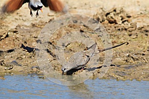 Namaqua Dove - African Wild Bird Background - Wonder of Flight and Color