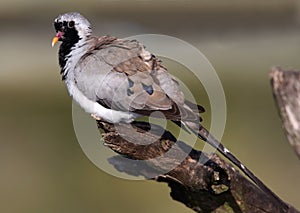 Namaqua Dove Bird