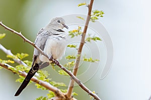 Namaqua Dove - Female