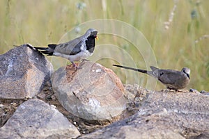 Namaqua dove male and female sitting on rocks in nature