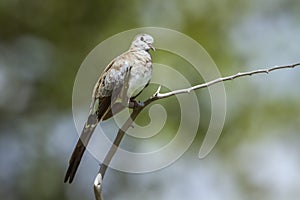 Namaqua Dove in Mapungubwe National park, South Africa