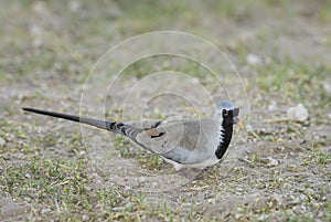 Namaqua Dove - Oena capensis