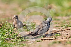 Namaqua Dove - Oena capensis