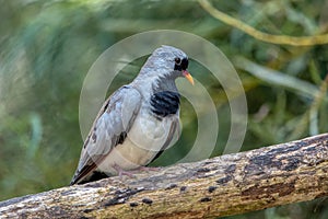 Namaqua dove, Oena capensis, grey black bird