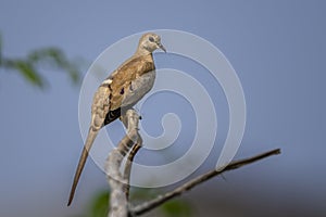 Namaqua Dove, Oena capensis, Saudi Arabia