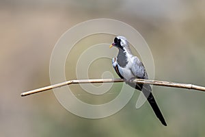 Namaqua Dove, Oena capensis, Saudi Arabia