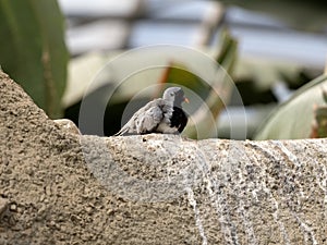 namaqua dove, Oena capensis, sits on a rock outcropping