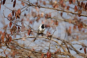 Namaqua dove Oena capensis in a tree