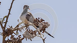 Namaqua Dove on Top of Tree Branch