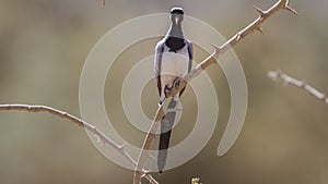 Namaqua Dove on Tree Branch