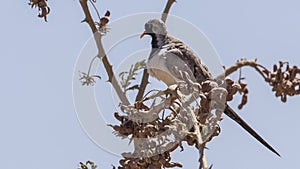 Namaqua Dove on Tree Looking Left