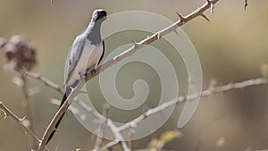 Namaqua Dove on Tree Looking Right