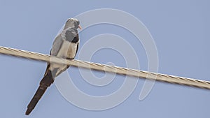 Namaqua Dove on Wire