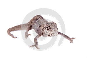 The Namaqua dwarf chameleon or Bradypodion occidentale on white