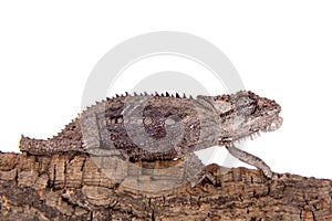 The Namaqua dwarf chameleon or Bradypodion occidentale on white