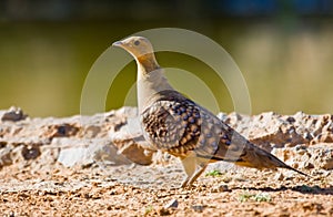 Namaqua Sandgrouse