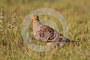 Namaqua sandgrouse