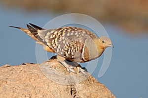 Namaqua sandgrouse