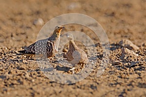 Namaqua sandgrouse, Pterocles namaqua, ground-dwelling bird in the sandgrouse family. sandgrouse,  from arid regions of south-
