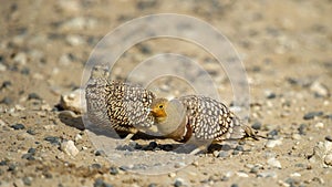 Namaqua Sandgrouse (Pterocles namaqua) Kgalagadi Transfrontier Park, South Africa