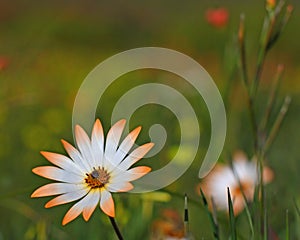 Namaqualand Daisy, South Africa.