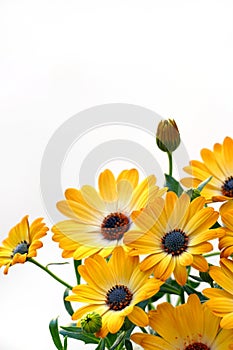 Namaqualand daisy on white background