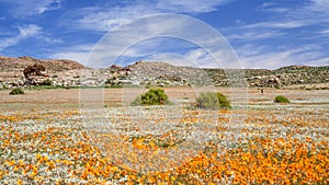 Namaqualand Spring Landscape