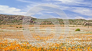 Namaqualand Spring Landscape