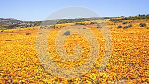 Namaqualand Spring Landscape