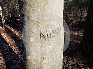 The name alison carved into tree bark in the woods photo