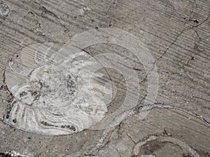Ammonite Fossils Close Up photo